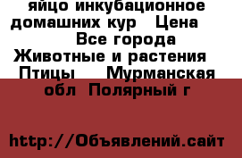 яйцо инкубационное домашних кур › Цена ­ 25 - Все города Животные и растения » Птицы   . Мурманская обл.,Полярный г.